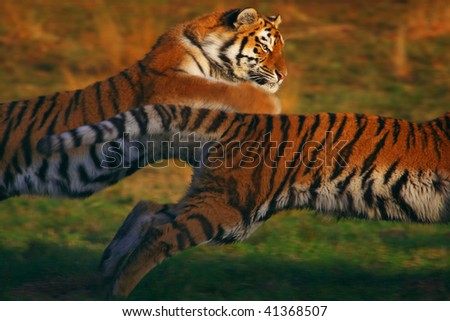 Two Siberian tigers chasing each other in the early evening light