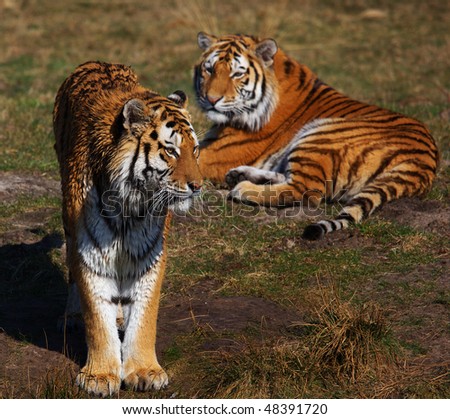 Two Siberian tigers on the waterside, one standing, the other one lying at the ground staring at him