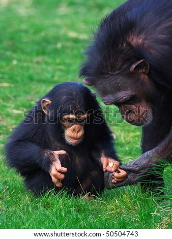 http://image.shutterstock.com/display_pic_with_logo/101936/101936,1270758971,1/stock-photo-chimpanzee-holding-careful-the-hand-of-her-child-50504743.jpg