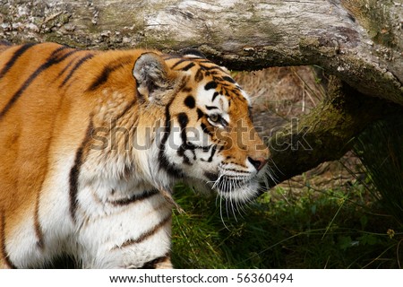 Close-up portrait of a Siberian Tiger hiding behind a fallen tree