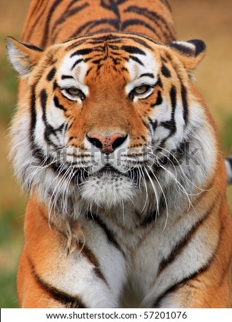 Close-up portrait of a Siberian Tiger stretching out with his eyes open