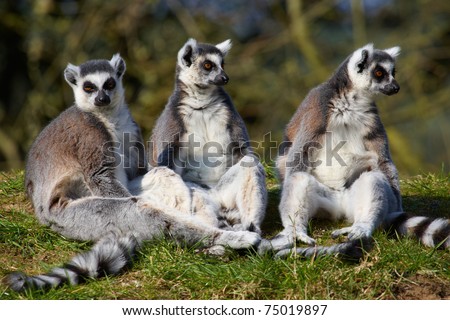 Portrait of a Ring-tailed lemur family sitting close together