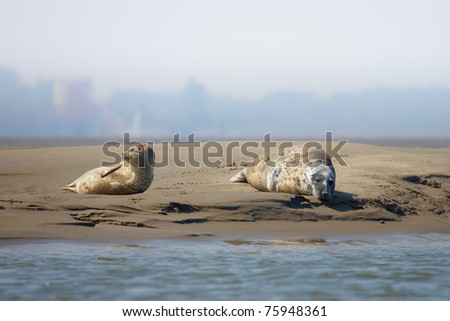 Seal mother with one of her babies close together on a sandbank, lying in front of a big city