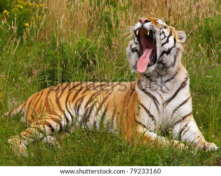 Yawning Siberian tiger lying in the grass