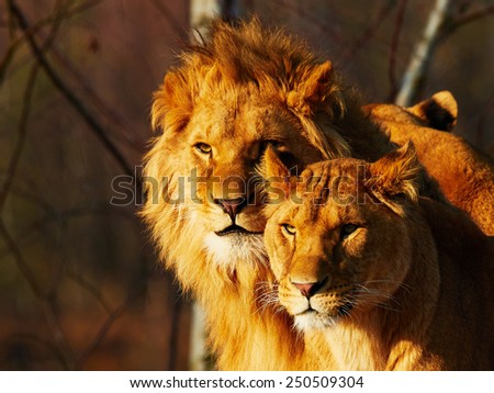 A lioness and lion close together in a forest