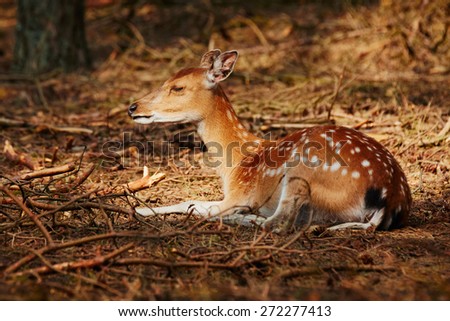Deer lying with closed eyes in a sunny spot  in a dark forest