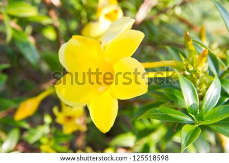 Golden trumpet flower
