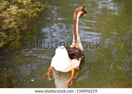 Single thai goose in water