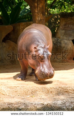 Hippopotamus is semi-aquatic, inhabiting rivers and lakes