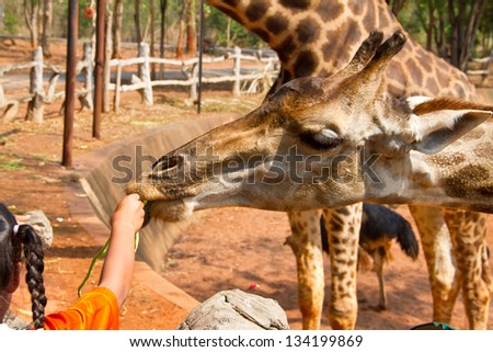 Tourist feeding a giraffe at the zoo. Korat zoo Thailand