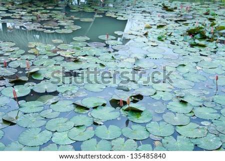 Lotus and lotus ponds. The lotus pond. There are a lot of lotus