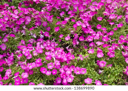 Deep purple Petunia flower (Petunia Hybrida) is blooming for background used.