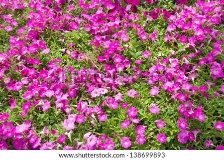 Deep purple Petunia flower (Petunia Hybrida) is blooming for background used.