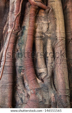 Banyan tree trunk roots with carvings.