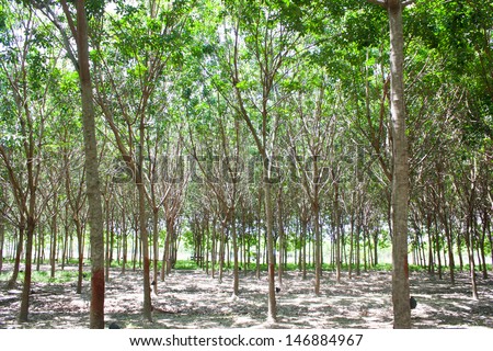 Rubber forest