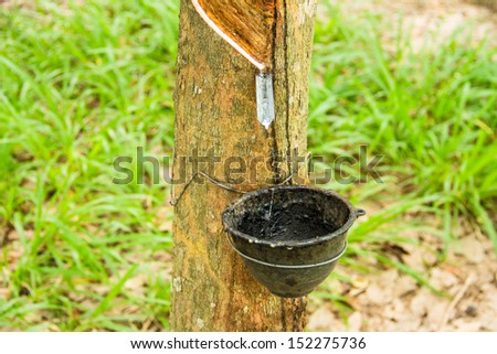 rubber that come out from tree call Hevea Brasiliensis