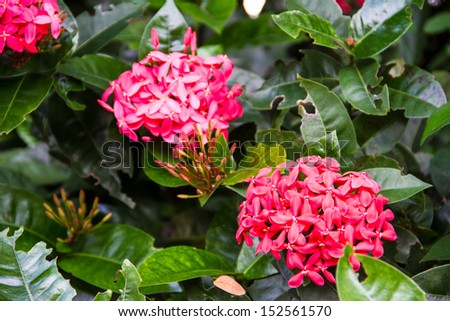 Jungle geranium (Ixora coccinea). Close-up. Red color.
