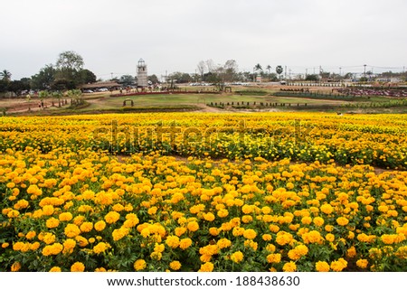 Marigold Flowers Field