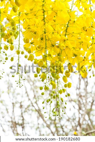 Fully yellow color of Golden flower or Cassia fistula