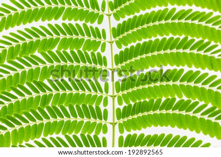 Texture Of Small Leaves on white background