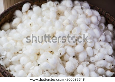white silk cocoon