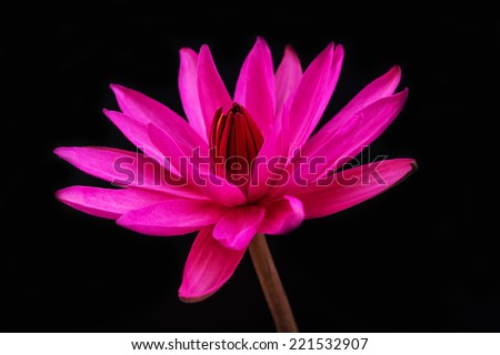 Pink lotus flower on a black background