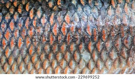 Fish scales background