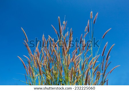 Brown Grass Plumes with blue sky