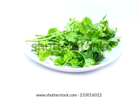 Coriander bunch isolated on white