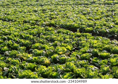chinese cabbage field in the country side