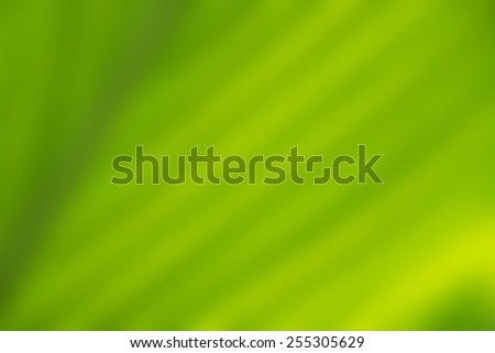 Blur green leave texture