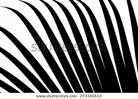 Black and white Palm Leave