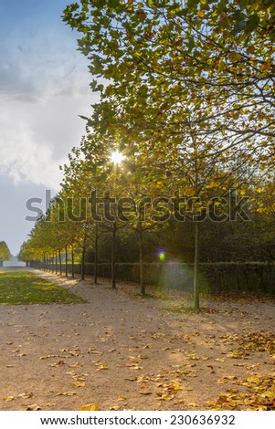The Sun shining through the leaves of a maple alley with lens flare