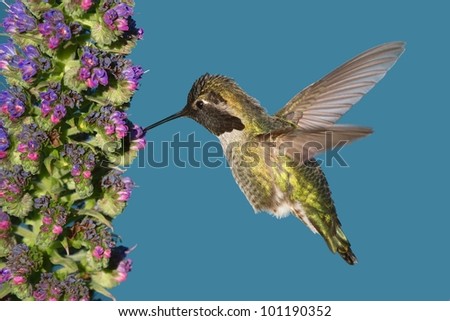 Eugenes fulgens (magnificent hummingbird) feeding on small flowers