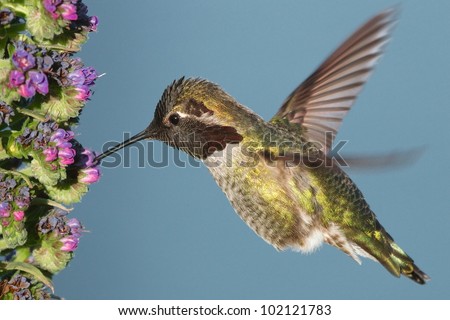 Male Ruby-Throated Hummingbird (Archilochus colubris) frozen in mid-air while feeding on flowers. Picture taken near the Golden Gate Bridge, San Francisco, ca.
