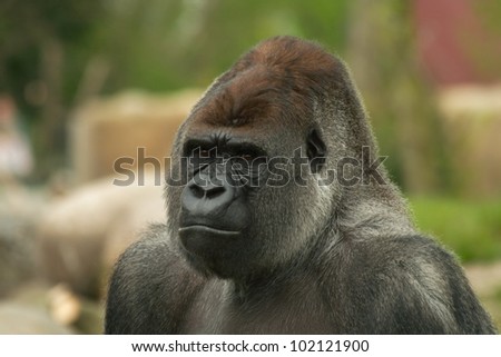 Portrait of a silverback dominant male Gorilla (Gorilla gorilla) with human expression on his face.
