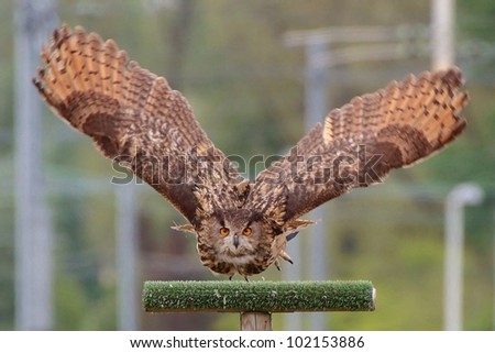 The Eurasian Eagle-Owl (Bubo bubo) flying and looking straight into the camera.
