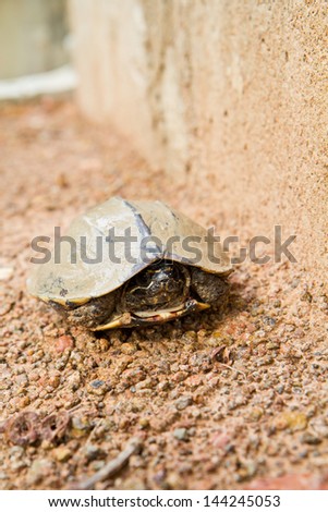 a photo of fresh water turtle dirty with mud