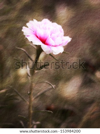 a photo of close up portulaca flower in the garden,textured