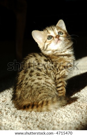 Bengal Kitten Looking Up