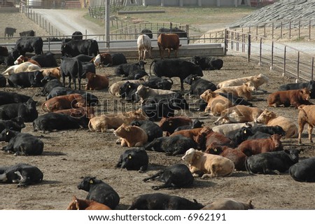 Cattle at Feed Lot in Midwest 1