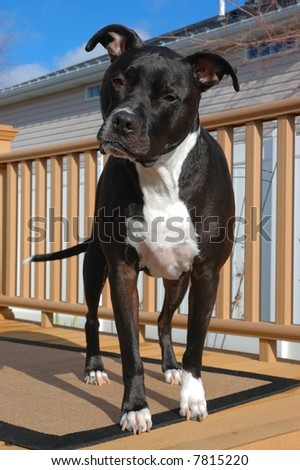 Pit Bull Lab Mix Dog on Deck