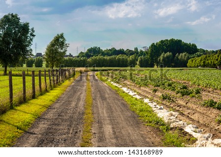 small earth road in the countryside