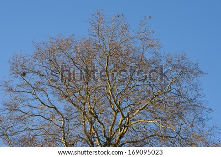Tree in winter treetop no leafs and clear blue sky