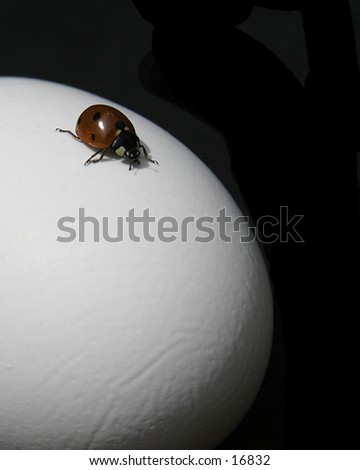 A lady bug explores an egg.