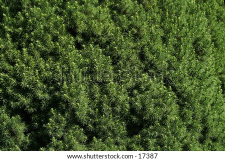 A texture image of pine trees.