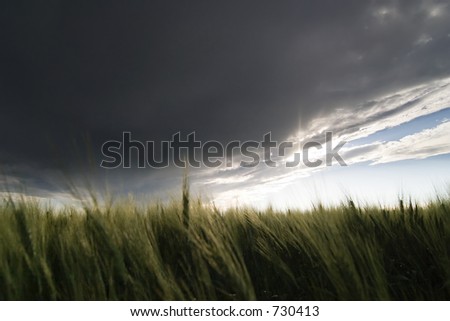 Prairie Wheat Field looking into the sun on a cloudy stormy day