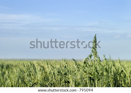 Prairie landscape of an oat field.