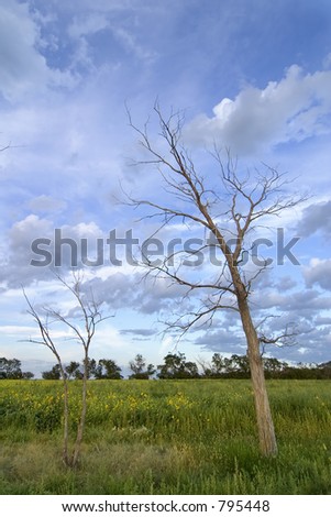 Prairie Landscape with a row of dead trees