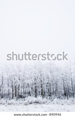 Group of trees on a prairie landscape engulfed in fog.